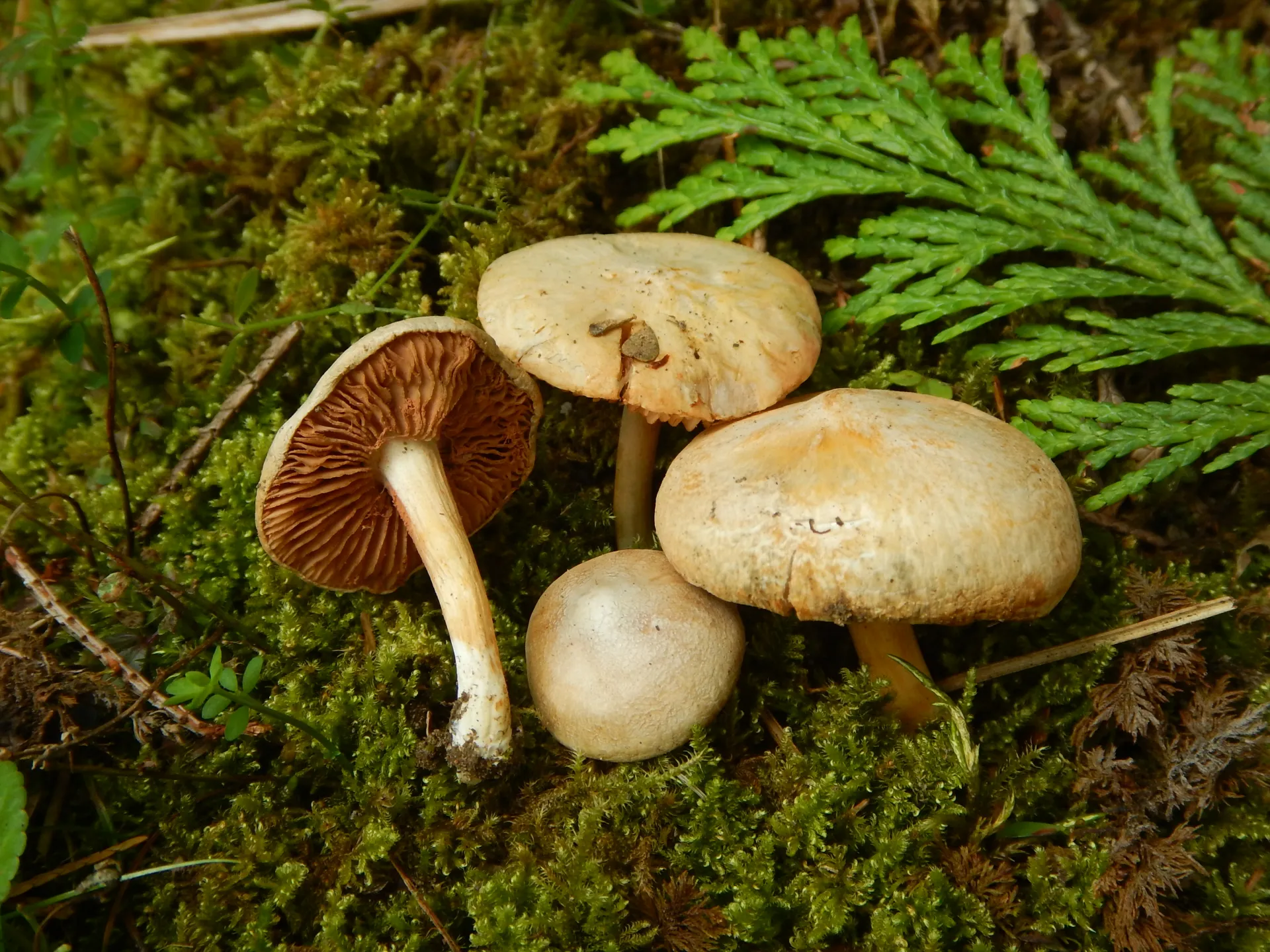 Entoloma excentricum-larreder,areatza(BI)21-08-28